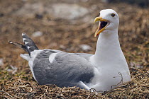 Western Gull (Larus occidentalis) calling while incubating eggs on nest, South Farallon Islands, Farallon Islands, Farallon National Wildlife Refuge, California