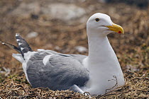 Western Gull (Larus occidentalis) incubating eggs on nest, South Farallon Islands, Farallon Islands, Farallon National Wildlife Refuge, California