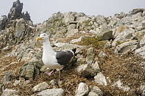Western Gull (Larus occidentalis) on nest with eggs, South Farallon Islands, Farallon Islands, Farallon National Wildlife Refuge, California