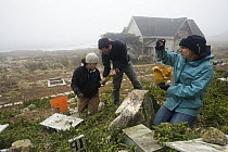 Cassin's Auklet (Ptychoramphus aleuticus) researchers, Jennifer Aragon, Michael Johns, and Ilana Nimz, weighing chicks taken from artifical nesting burrows near research station, South Farallon Island...
