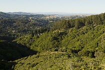 Houses encroaching into northern coastal scrubland and maritime chaparral, Tamalpais Valley, Mill Valley, California