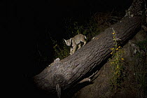 Bobcat (Lynx rufus) sub-adult on log at night, Aptos, Monterey Bay, California