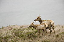 Tule Elk (Cervus elaphus nannodes) mother and calf, Point Reyes National Seashore, California