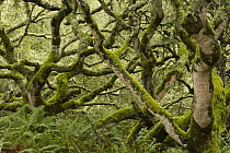 Coast Live Oak (Quercus agrifolia) trees and Sword Ferns (Polystichum munitum) in mixed evergreen forest, Point Reyes National Seashore, California