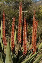 Cape Aloe (Aloe ferox) flowering, South Africa