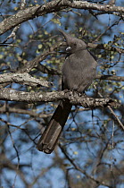 Grey Go-away-bird (Corythaixoides concolor), South Africa