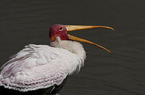 Yellow-billed Stork (Mycteria ibis) displaying, Kruger National Park, South Africa