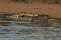 Hippopotamus (Hippopotamus amphibius) and Nile Crocodile (Crocodylus niloticus) pair on riverbank, Sabie River, Kruger National Park, South Africa
