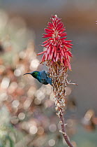 Southern Double-collared Sunbird (Cinnyris chalybeus) male on flower, South Africa