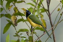 Green Jay (Cyanocorax yncas), Andes, Ecuador
