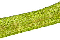 Soft Hornwort (Ceratophyllum submersum) leaf showing chloroplasts and cell walls