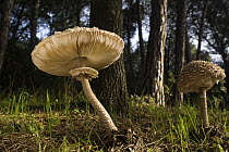 Parasol Mushroom (Macrolepiota procera) pair in forest, El Montseny Natural Park, Spain