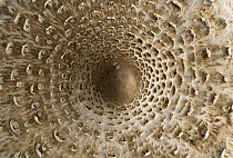 Parasol Mushroom (Macrolepiota procera) cap, El Montseny Natural Park, Spain