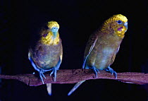 Budgerigar (Melopsittacus undulatus) pair under ultraviolet light showing fluorescence