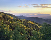 Coniferous forest, Santa Fe National Forest, New Mexico