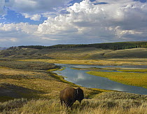 American Bison (Bison bison) in Hayden Valley, Yellowstone National Park, Wyoming