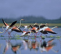 Greater Flamingo (Phoenicopterus ruber) flock taking flight, Lake Bogoria, Kenya