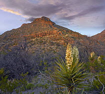 Yucca (Yucca sp.) in the Sacramento Mountains, Oliver Lee Memorial State Park, New Mexico