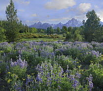 Lupine (Lupinus sp) flowering in meadow, Grand Teton National Park, Wyoming