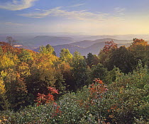 Deciduous forest in autumn, Blue Ridge Mountains from Doughton Park, North Carolina