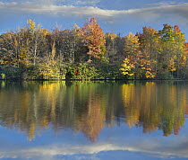 Deciduous forest in autumn along Price Lake, Blue Ridge Parkway, North Carolina