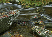 Laurel Creek, Great Smoky Mountains National Park, Tennessee