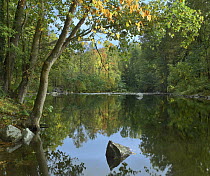 Deciduous forest and Little River, Great Smoky Mountains National Park, Tennessee