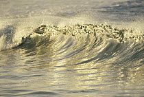 Small breaking wave with reflected sunlight