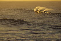 Waves breaking in setting sun