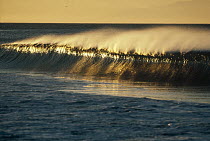 Breaking wave at sunrise, California