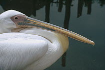 American White Pelican (Pelecanus erythrorhynchos) portrait, close up, North America