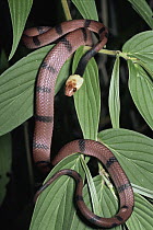 Banded Tree Snake (Tripanurgos compressus) rainforest, Costa Rica