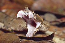 Hog-nosed Pit Viper (Bothrops nasutus) defensive throat display, rainforest, Costa Rica