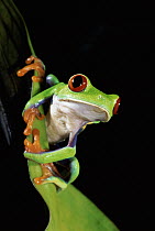 Misfit Leaf Frog (Agalychnis saltator) on leaf, close-up, rainforest, Costa Rica