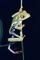 Misfit Leaf Frog (Agalychnis saltator) standing on stem, side view, rainforest, Costa Rica
