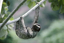 Brown-throated Three-toed Sloth (Bradypus variegatus) male sunbathing, rainforest, Panama
