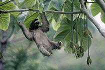 Brown-throated Three-toed Sloth (Bradypus variegatus) male sunbathing, rainforest, Panama