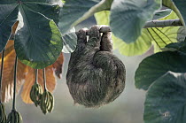 Brown-throated Three-toed Sloth (Bradypus variegatus) female asleep in Cecropia tree, rainforest, Panama