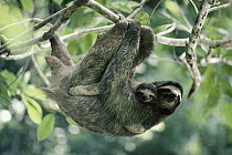 Brown-throated Three-toed Sloth (Bradypus variegatus) female and baby, rainforest, Panama