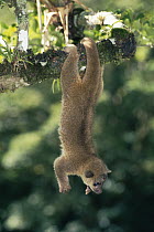 Kinkajou (Potos flavus) hanging by prehensile tail, rainforest, Costa Rica