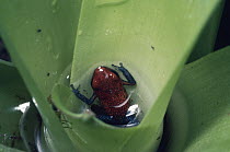 Strawberry Poison Dart Frog (Oophaga pumilio) almost fully metamorphosed froglet in bromeliad, rainforest, Costa Rica