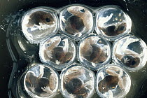 Rain Frog (Eleutherodactylus sp) eggs, froglets about to emerge, complete metamorphosis in egg, Costa Rica