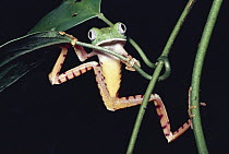 Tiger-striped Leaf Frog (Phyllomedusa tomopterna) on Heliconia (Heliconia stricta), Amazon rainforest, Peru