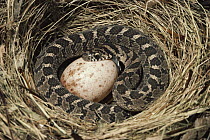 Common Egg-eating Snake (Dasypeltis scabra) swallowing egg, Africa