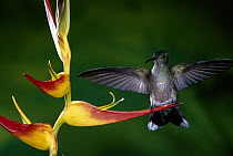 Scaly-breasted Hummingbird (Phaeochroa cuvierii) and Heliconia (Heliconia latispatha) flowers, Costa Rica