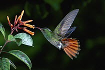 Rufous-tailed Hummingbird (Amazilia tzacatl) feeding on Hamelia flowers, Costa Rica