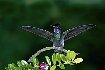 Purple-throated Mountain-gem (Lampornis calolaemus) hummingbird on branch with wings spread, Costa Rica