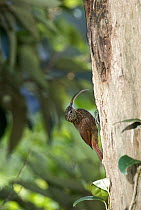 Brown-billed Scythebill (Campylorhamphus pusillus) hummingbird, on tree trunk, Monteverde Cloud Forest Reserve, Costa Rica