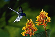 White-necked Jacobin (Florisuga mellivora) hummingbird male feeding on Firebush (Hamelia patens) orange flowers, La Selva Biological Research Station, rainforest, Costa Rica