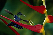 Violet-crowned Woodnymph (Thalurania colombica) hummingbird male feeding on Heliconia flowers (Heliconia latispatha), Costa Rica